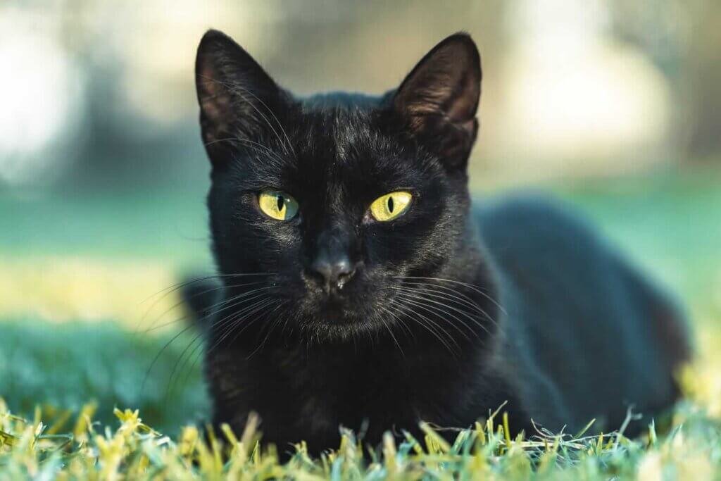 Black Siamese Cat