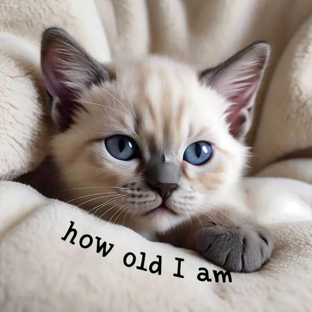 How old siamese kitten